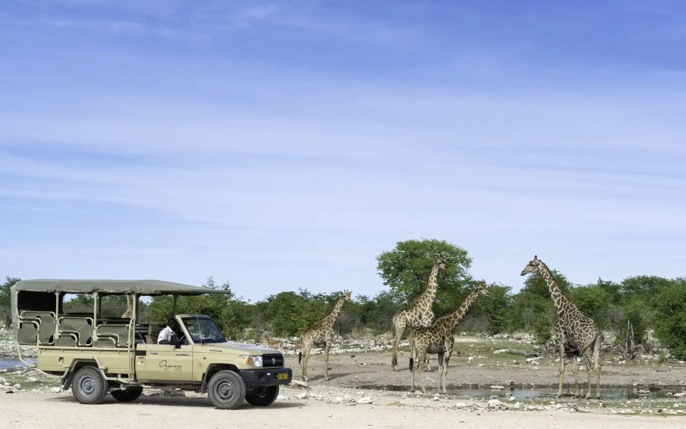 Safari vehicle observing giraffes at waterhole during game drive, Onguma Camp Kala, Etosha National Park, Namibia