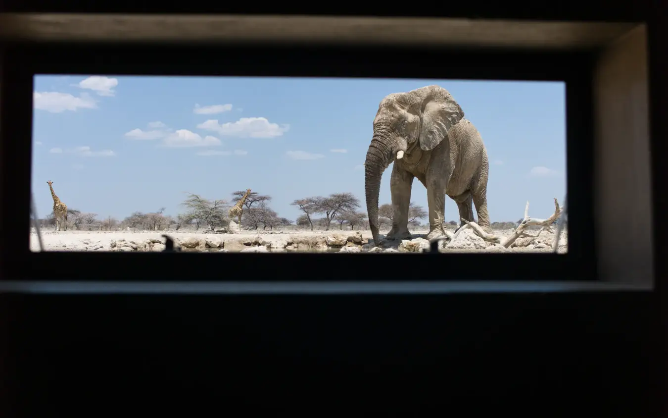 Elephant at waterhole viewed through safari lodge window, Onguma Camp Kala, Etosha National Park, Namibia