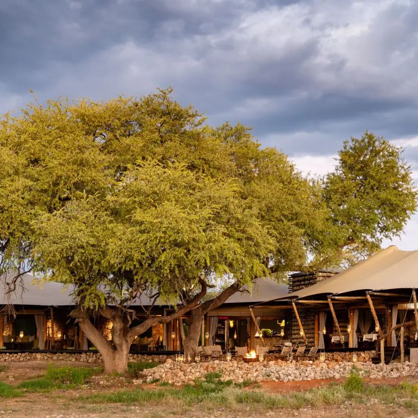 Luxury safari camp with canvas tents beneath large acacia tree at dusk, Onguma Tented Camp, Etosha National Park, Namibia