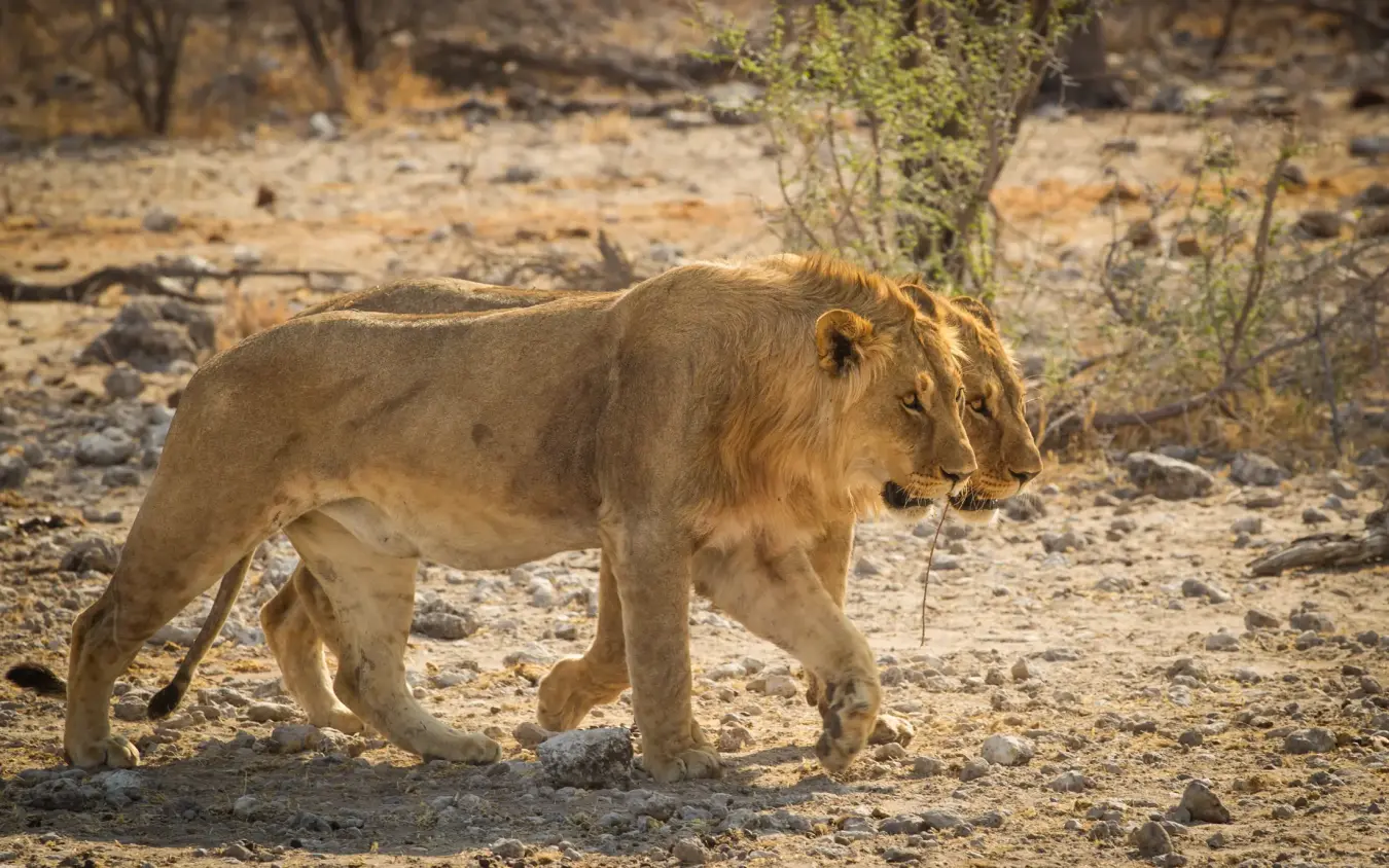 Young lion walking across rocky desert terrain in afternoon light, Onguma Tented Camp, Etosha National Park, Namibia