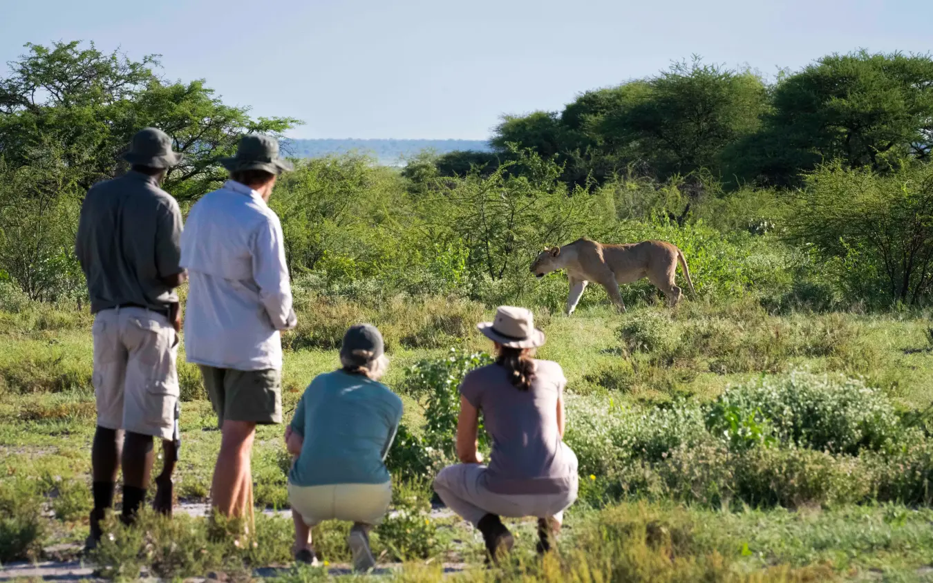 Guests on foot watching antelope in savanna woodland, Onguma Trails Camp, Etosha National Park, Namibia