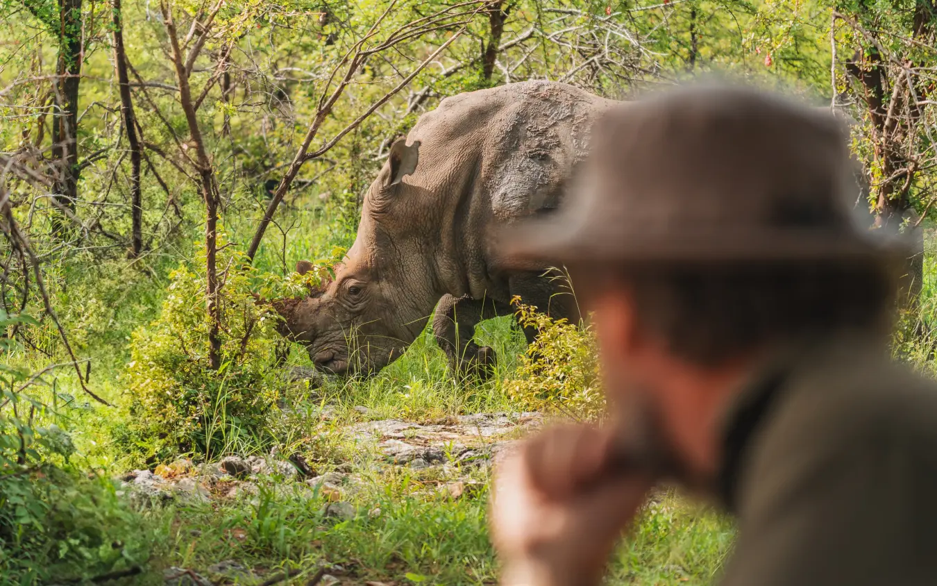 Guide in foreground with rhino browsing vegetation in woodland, Onguma Trails Camp, Etosha National Park, Namibia