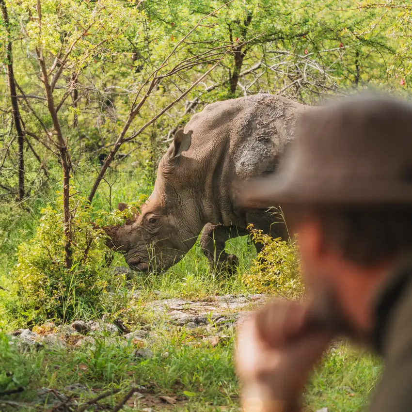 Guide in foreground with rhino browsing vegetation in woodland, Onguma Trails Camp, Etosha National Park, Namibia