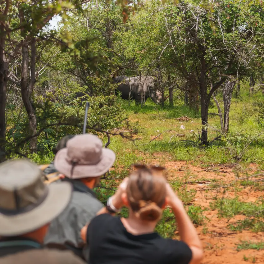 Tourists on guided walking safari spotting wildlife in woodland savanna, Onguma Trails Camp, Etosha National Park, Namibia