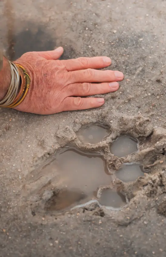 Hand next to fresh animal paw print filled with water in sand, Onguma Trails Camp, Etosha National Park, Namibia