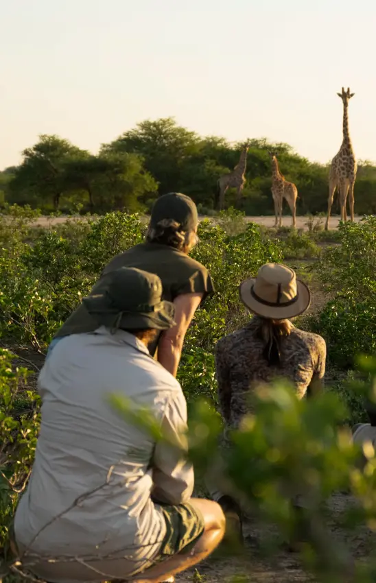Guests observing giraffes in natural bush habitat during game drive, Onguma Trails Camp, Etosha National Park, Namibia