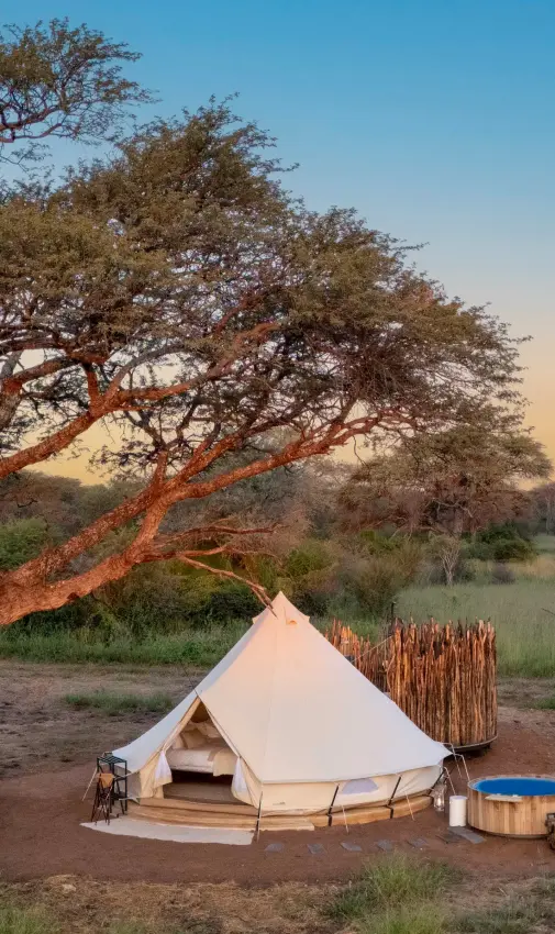Luxury bell tent camp under acacia tree at sunset, Onguma Trails Camp, Etosha National Park, Namibia