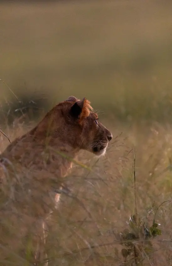 Lioness in tall grass, head in profile, alert, Murchison Falls NP, Uganda