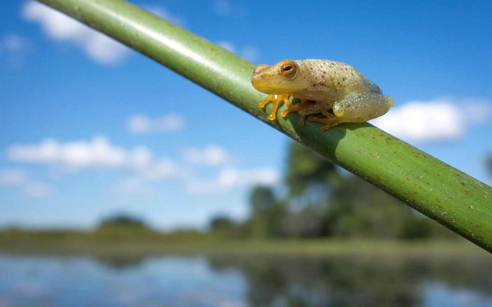 Small frog perched on green stem over water, Botswana
