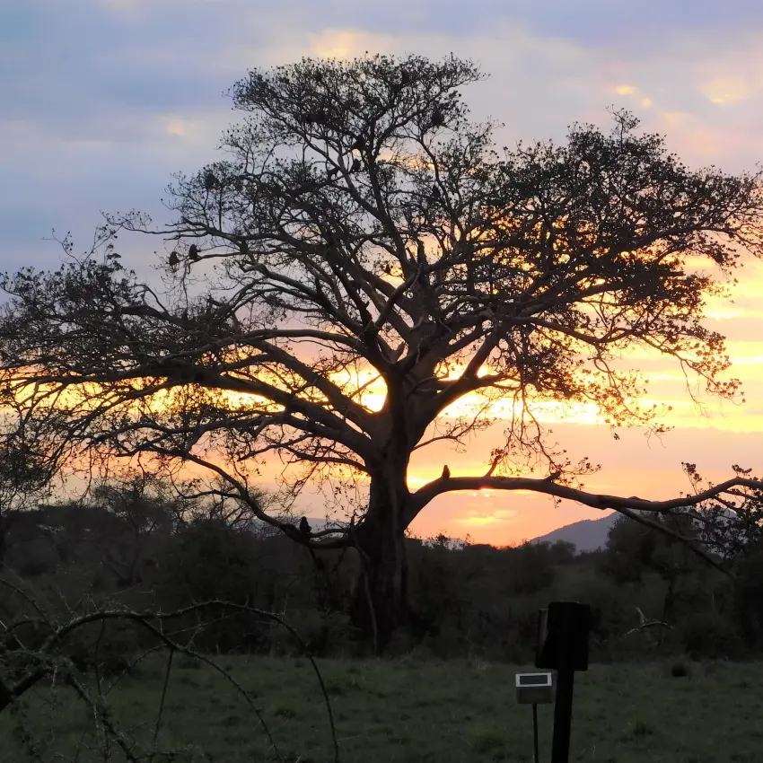 Silhouetted acacia tree at golden hour sunset, Pembazoni Camp, Serengeti National Park, Tanzania