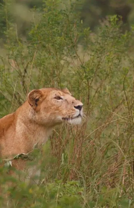 Lioness walking through dense green bush vegetation, Pembazoni Camp, Serengeti National Park, Tanzania