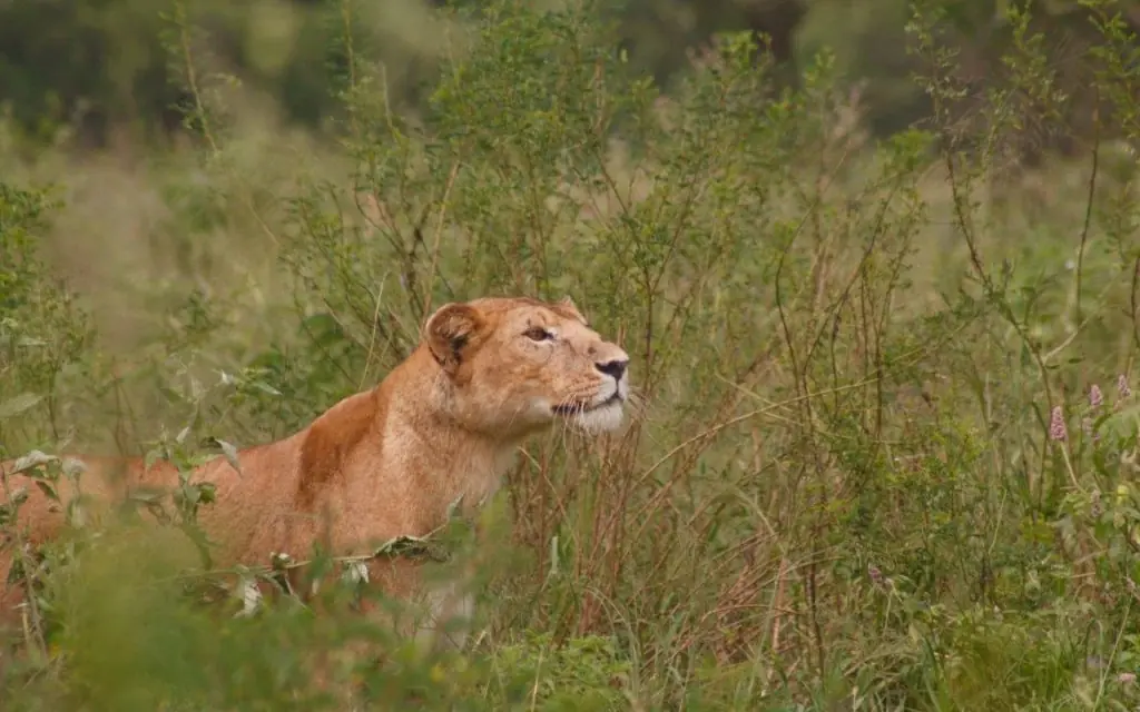 Lioness walking through dense green bush vegetation, Pembazoni Camp, Serengeti National Park, Tanzania