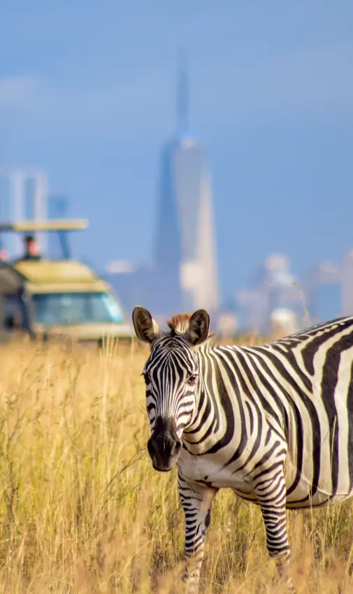 Zebras in savanna grassland with safari vehicle and city skyline