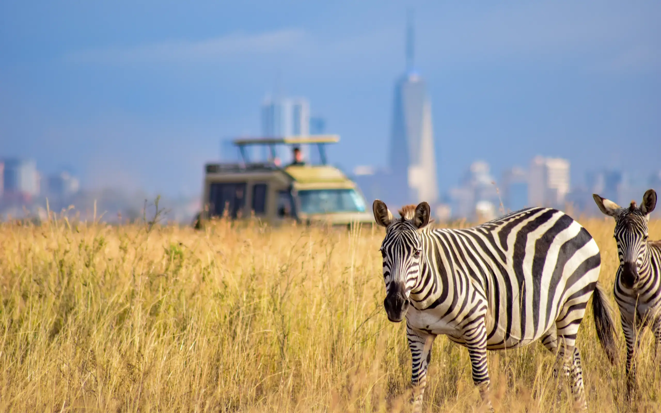 Zebras in savanna grassland with safari vehicle and city skyline