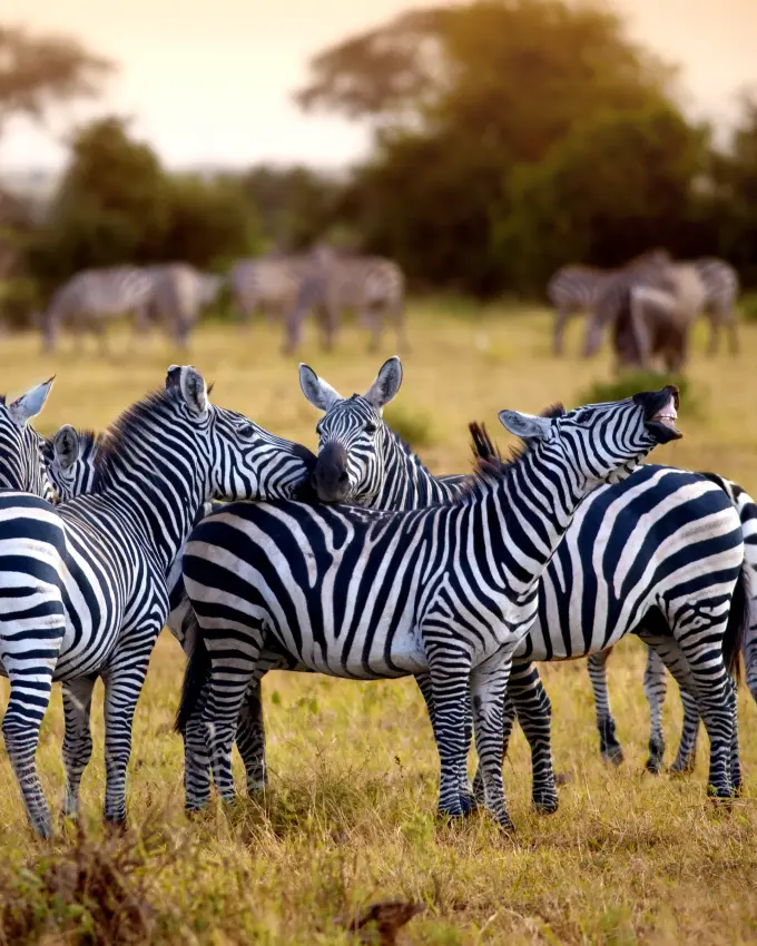 Group of zebras standing together in savanna grassland