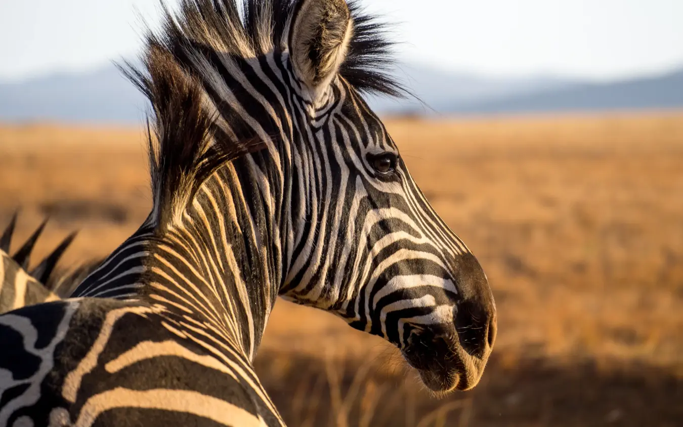 Zebra head and shoulders in golden savanna landscape