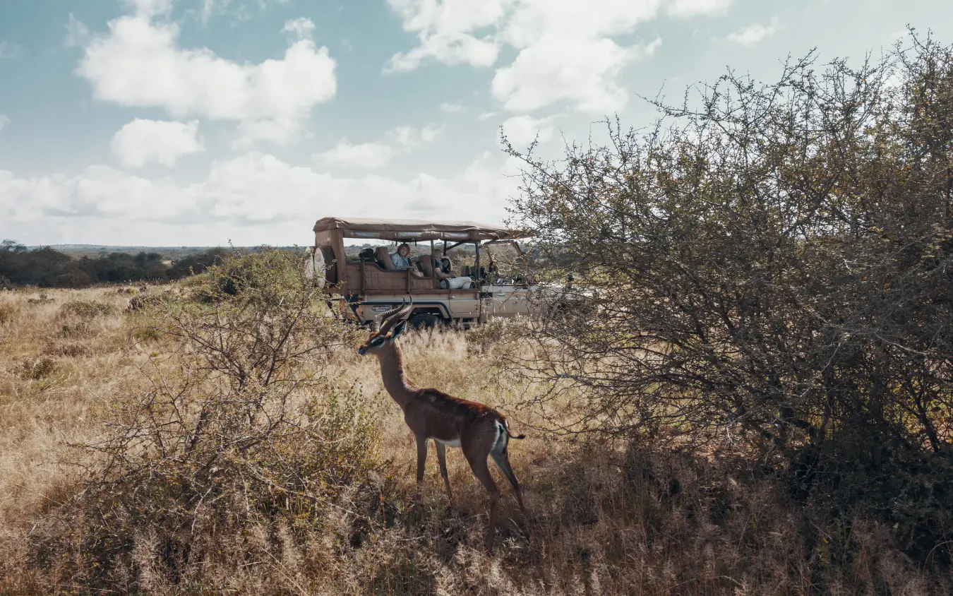 Safari vehicle observing antelope on dry savanna grassland, Porini Amboseli Camp, Amboseli and Chyulu Hills, Kenya