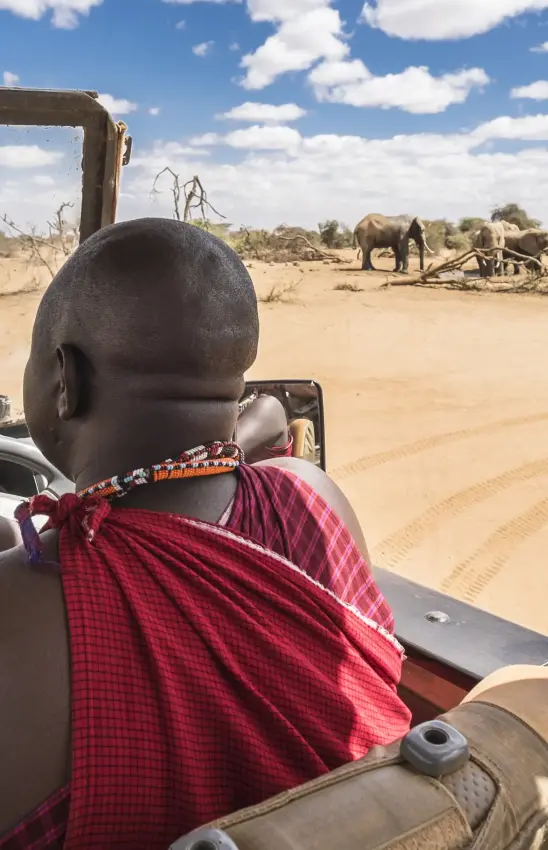 Safari guide in traditional red shawl viewing elephants from vehicle, Porini Amboseli Camp, Amboseli and Chyulu Hills, Kenya