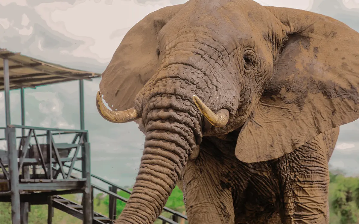 African elephant approaching observation platform in savanna landscape, Porini Amboseli Camp, Amboseli and Chyulu Hills, Kenya
