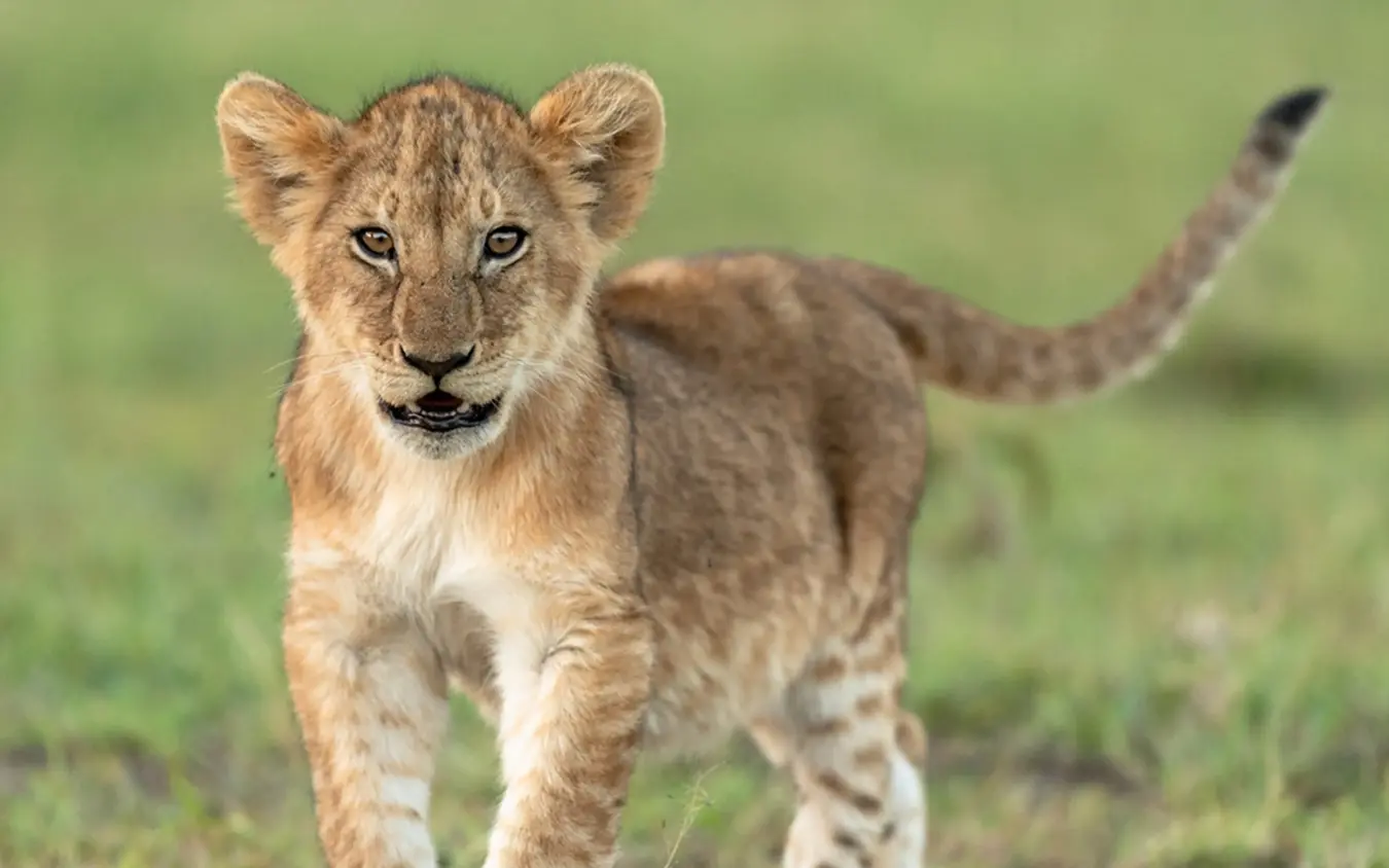 Young lion cub walking toward camera on grassland, Rekero Camp, Maasai Mara, Kenya