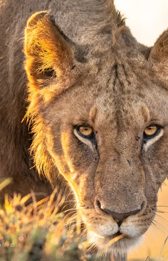 Female lion walking through golden grassland at sunset, Rekero Camp, Maasai Mara, Kenya