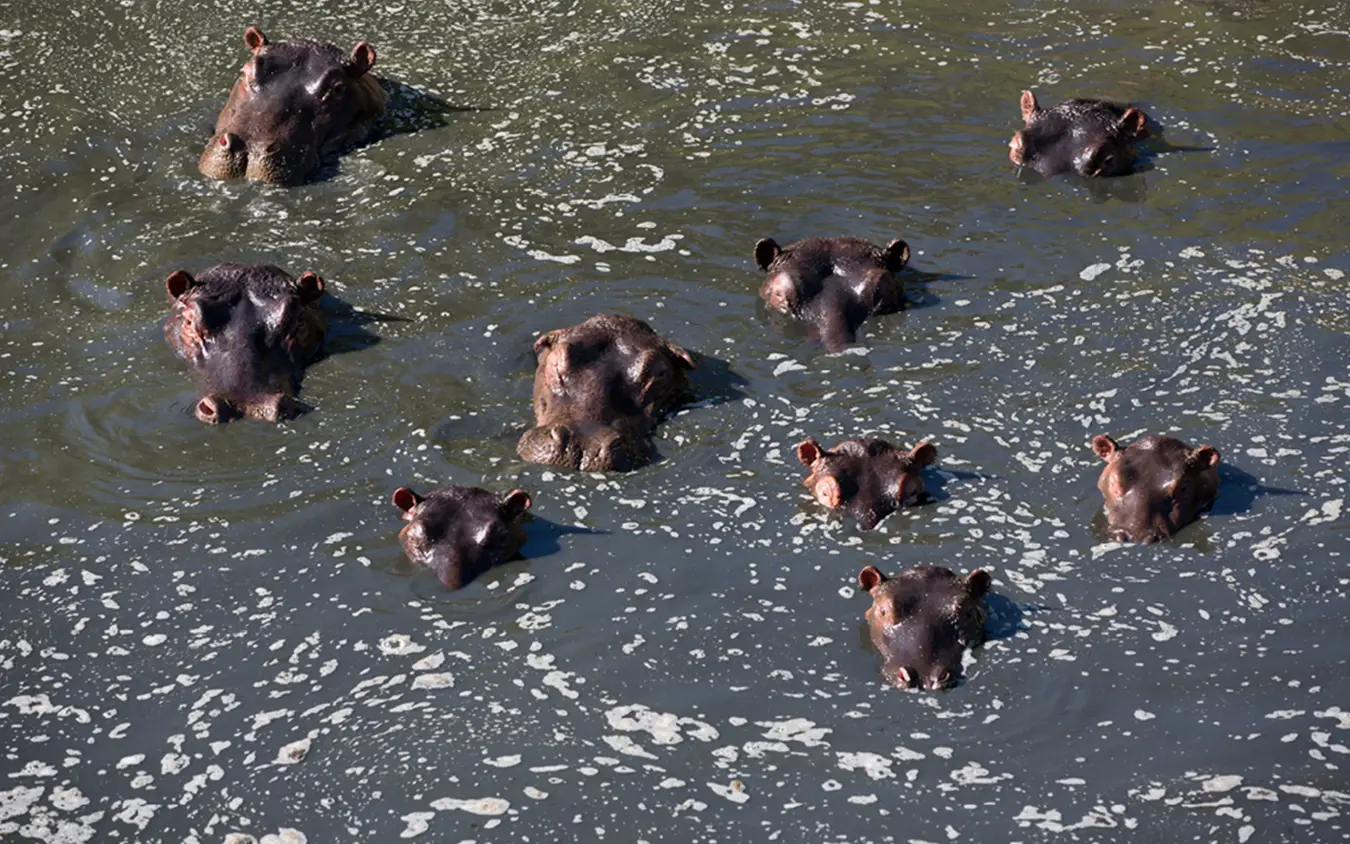Group of hippopotamuses swimming in river water, Rekero Camp, Maasai Mara, Kenya