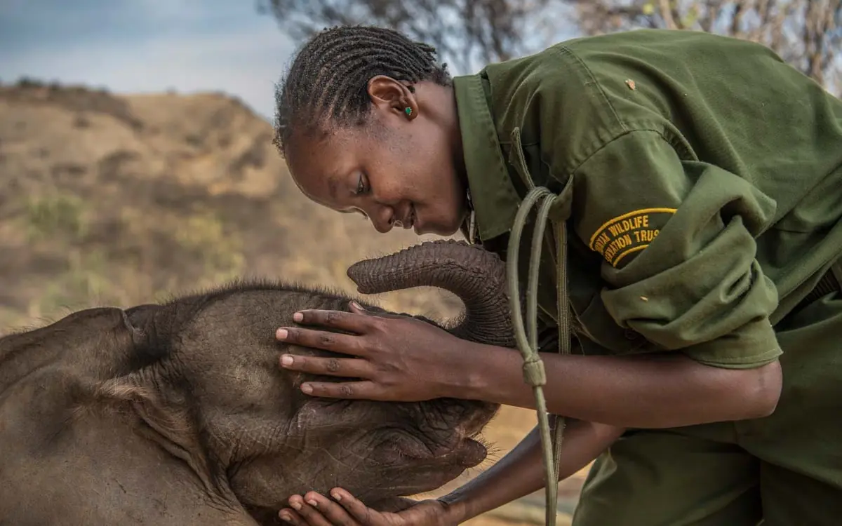 Wildlife handler gently touches young elephant trunk, Reteti House, Northern Kenya, Kenya