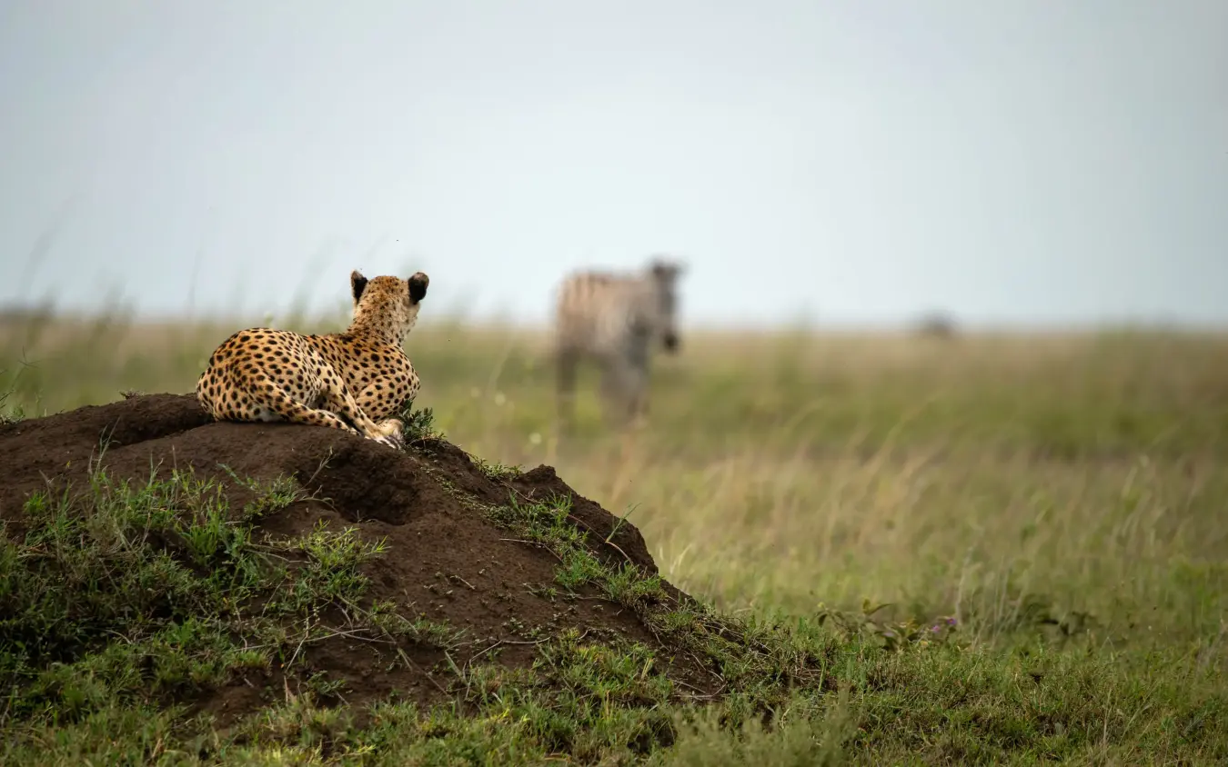 Leopard resting on termite mound in grassland savanna, The Retreats at Namiri Plains, Serengeti National Park, Tanzania