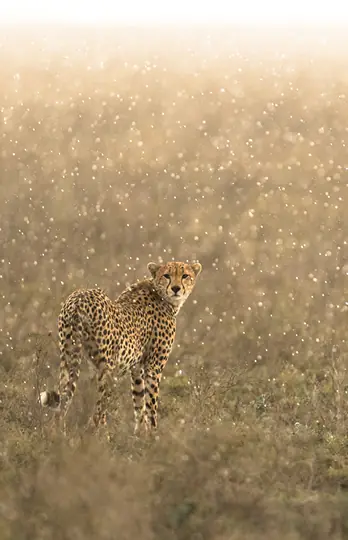 Cheetah standing alert in golden grassland during golden hour, The Retreats at Namiri Plains, Serengeti National Park, Tanzania