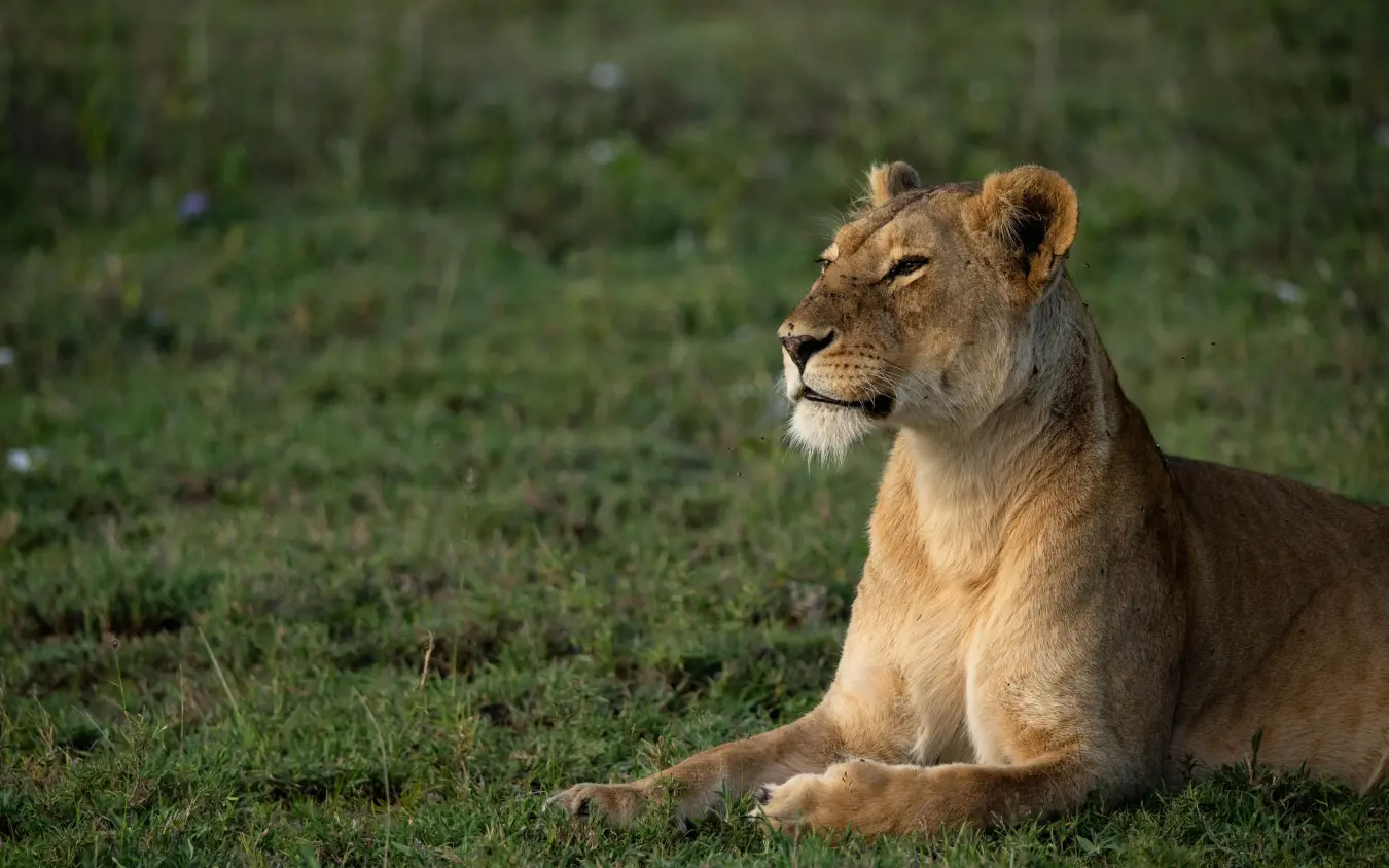 Lioness resting on grass, alert posture, profile view, Namiri Plains, Serengeti National Park, Tanzania