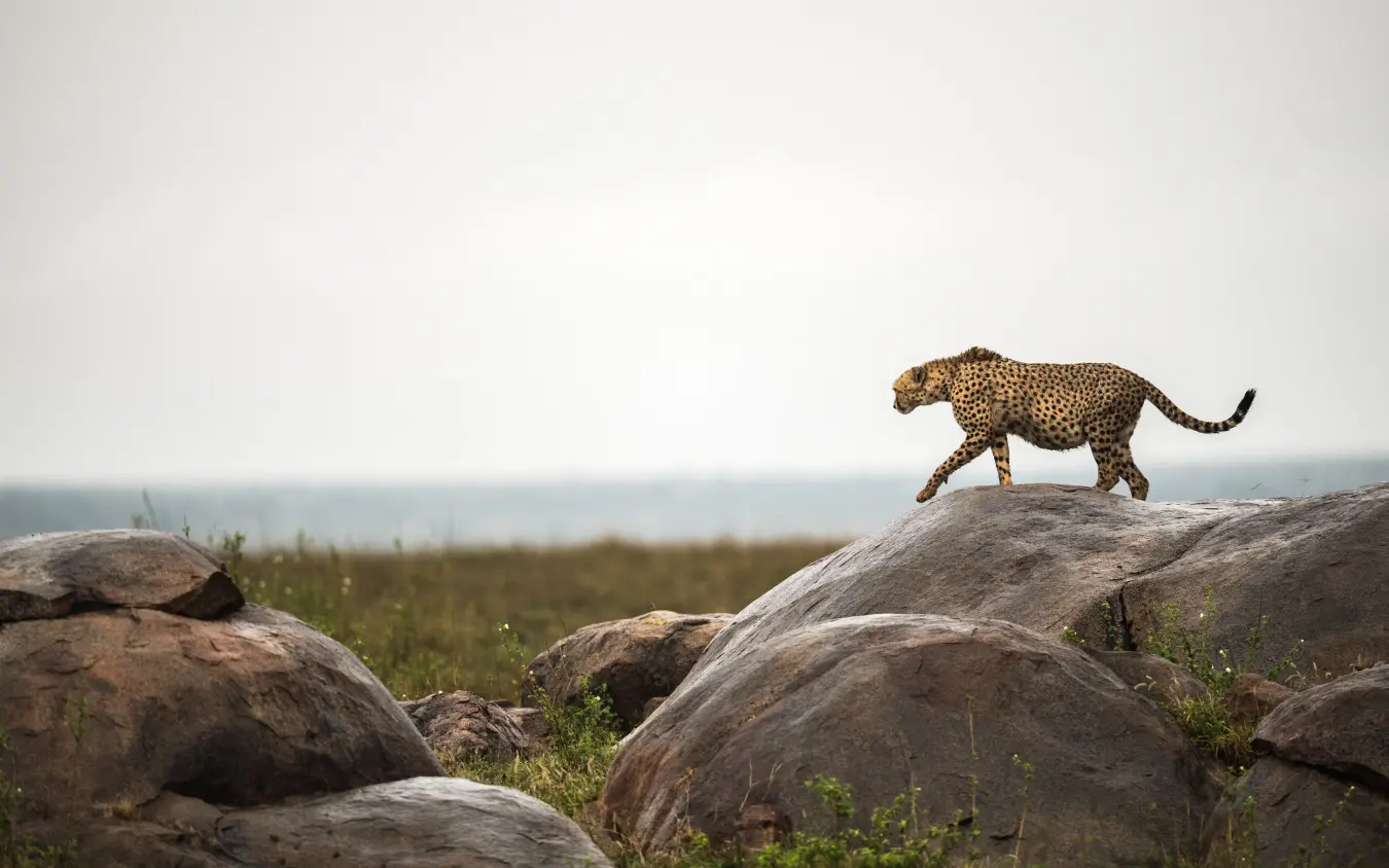 Leopard walking across rocky outcrops in savanna landscape, The Retreats at Namiri Plains, Serengeti National Park, Tanzania
