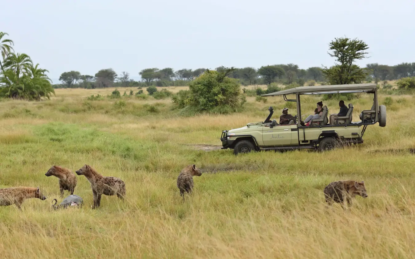 Safari vehicle with tourists observing hyenas on grassland, The Retreats at Sayari Camp, Serengeti National Park, Tanzania