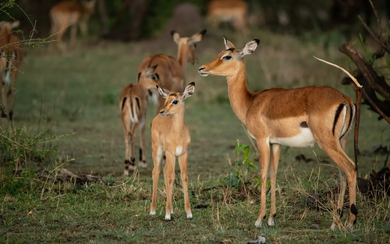 Group of impala standing alert in natural savanna grassland, The Retreats at Sayari Camp, Serengeti National Park, Tanzania