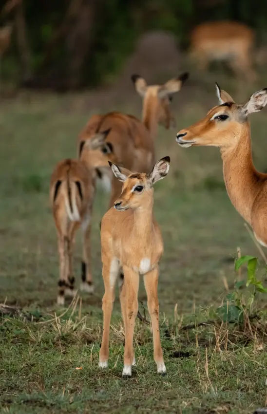 Group of impala standing alert in natural savanna grassland, The Retreats at Sayari Camp, Serengeti National Park, Tanzania