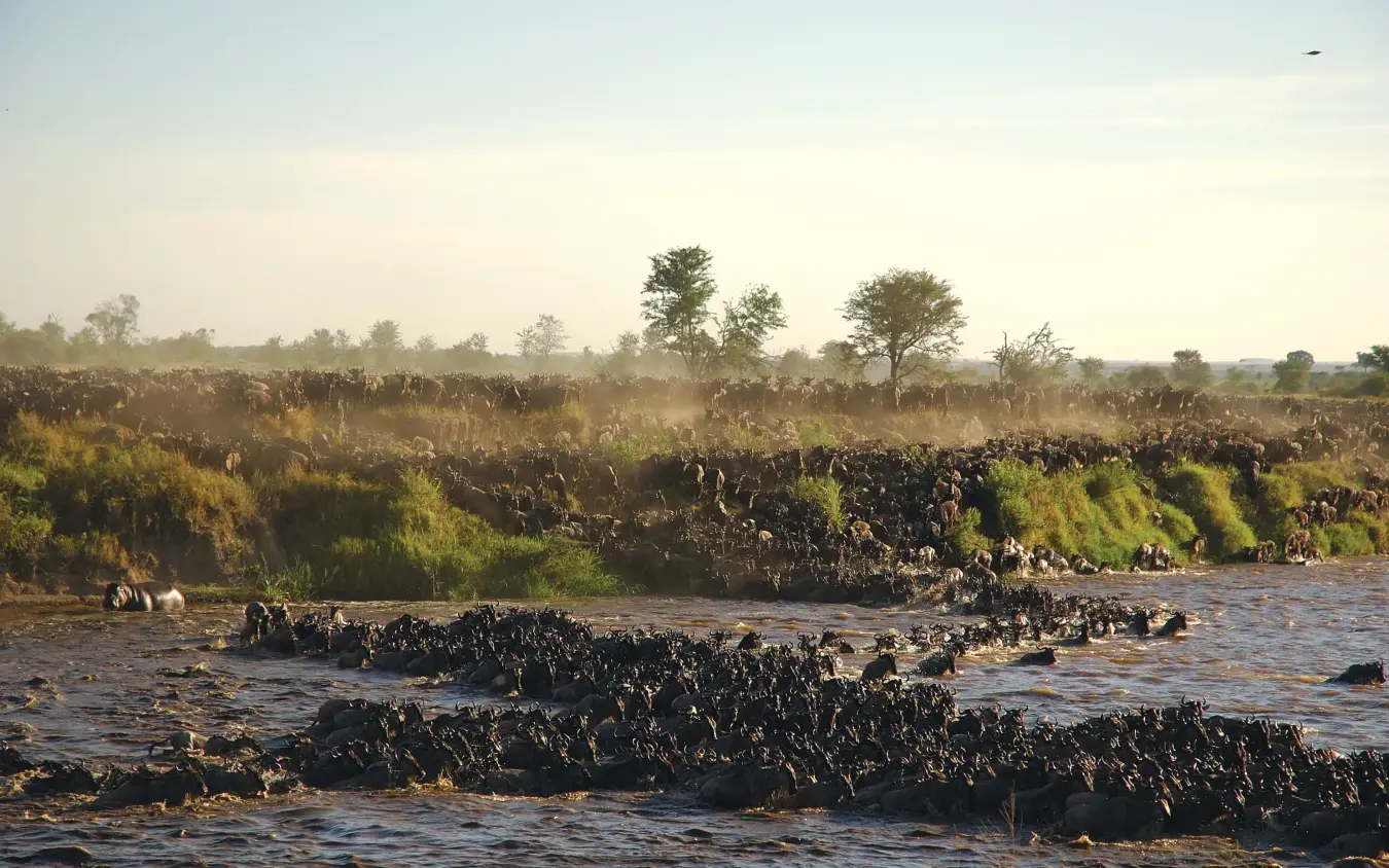 Large herd of wildebeest crossing river during migration, The Retreats at Sayari Camp, Serengeti National Park, Tanzania