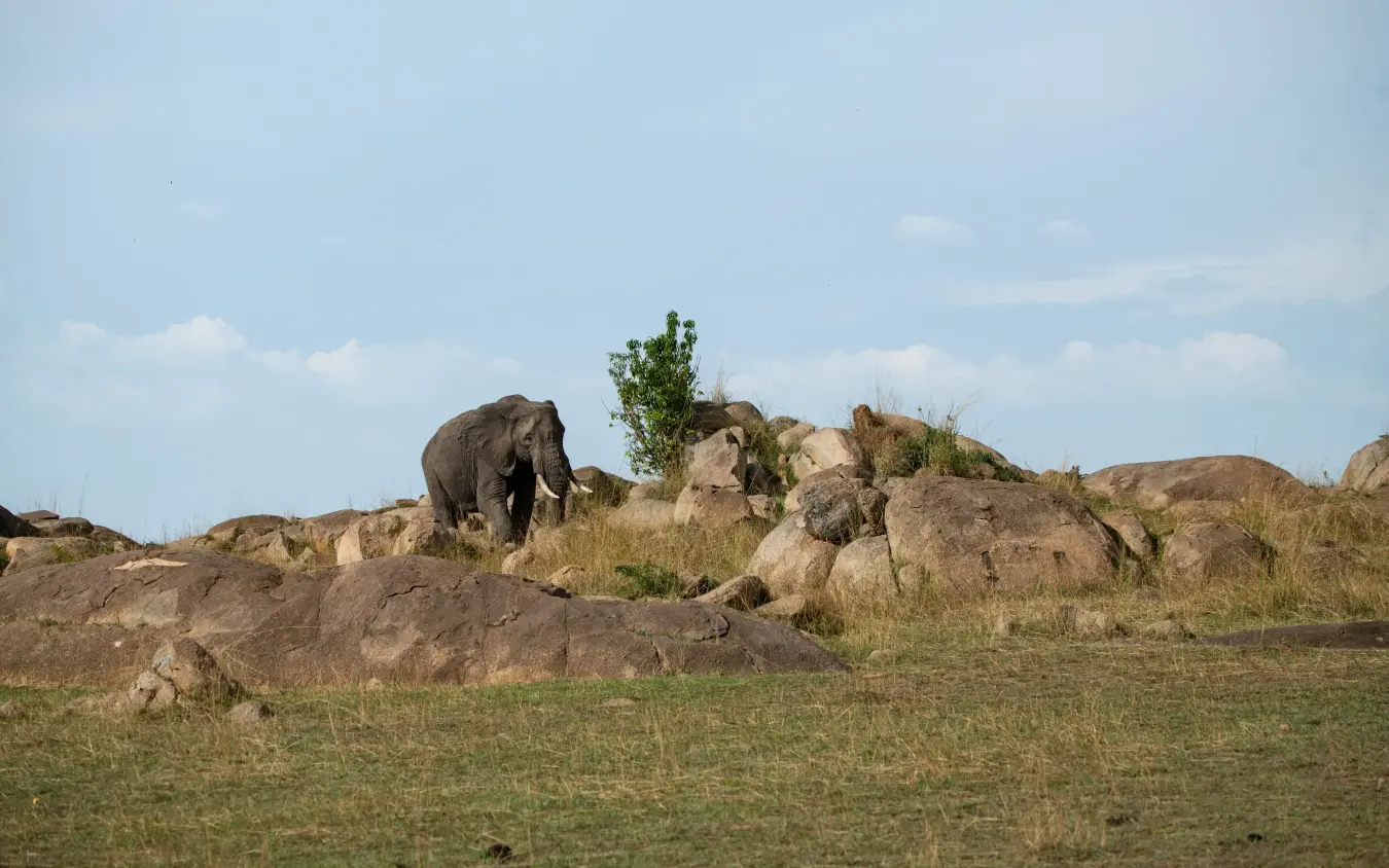 Elephant walking among large boulders in savanna grassland, The Retreats at Sayari Camp, Serengeti National Park, Tanzania