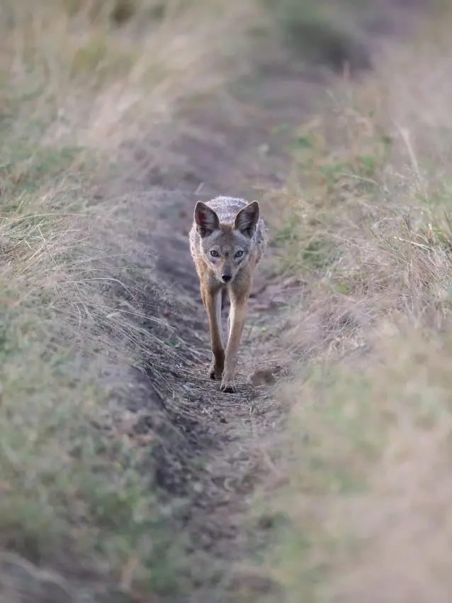 Coyote walking directly toward camera on dirt path, The Retreats at Sayari Camp, Serengeti National Park, Tanzania