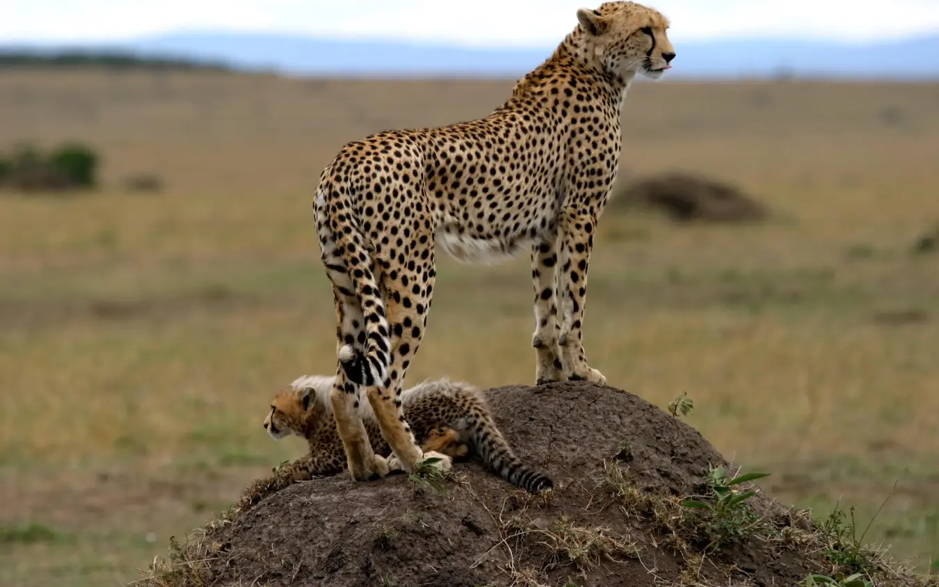 Cheetah standing on termite mound surveying savanna, Richard’s River Camp, Maasai Mara, Kenya