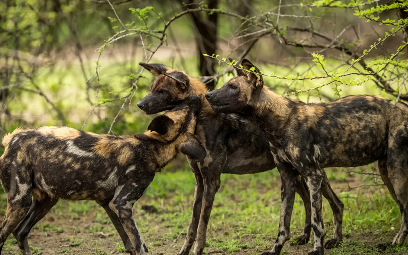 Three African wild dogs interacting in natural habitat, Roho ya Selous, Nyerere National Park, Tanzania