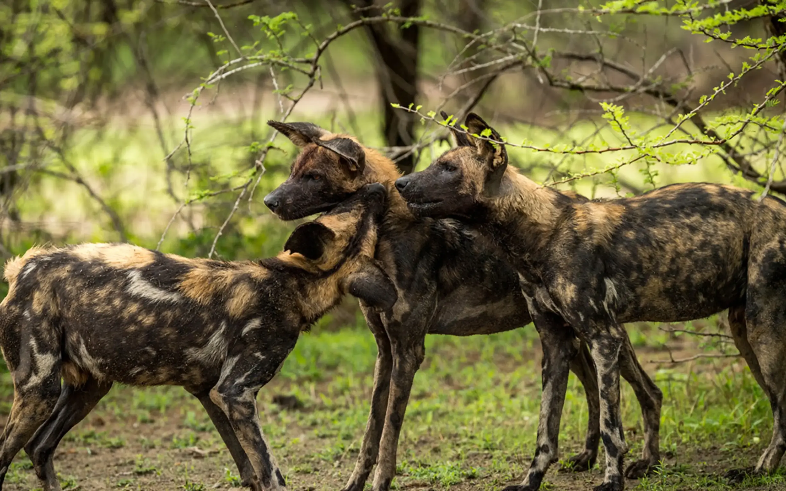 Three African wild dogs interacting in natural habitat, Roho ya Selous, Nyerere National Park, Tanzania