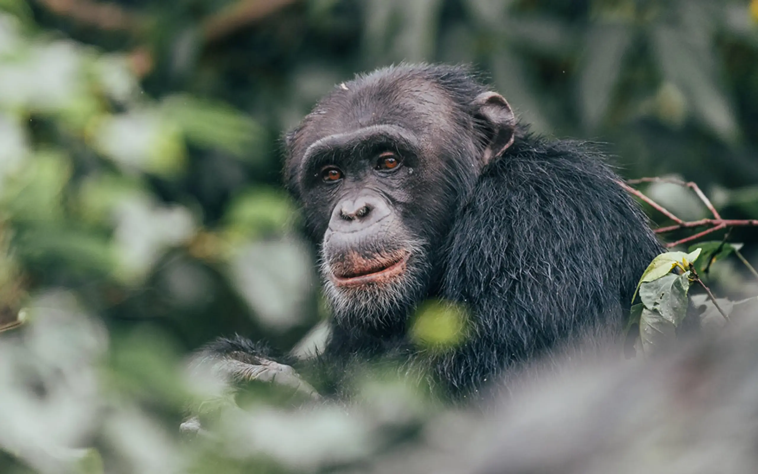 Chimpanzee among vegetation looking toward camera, Rubondo Island Camp, Rubondo Island, Tanzania