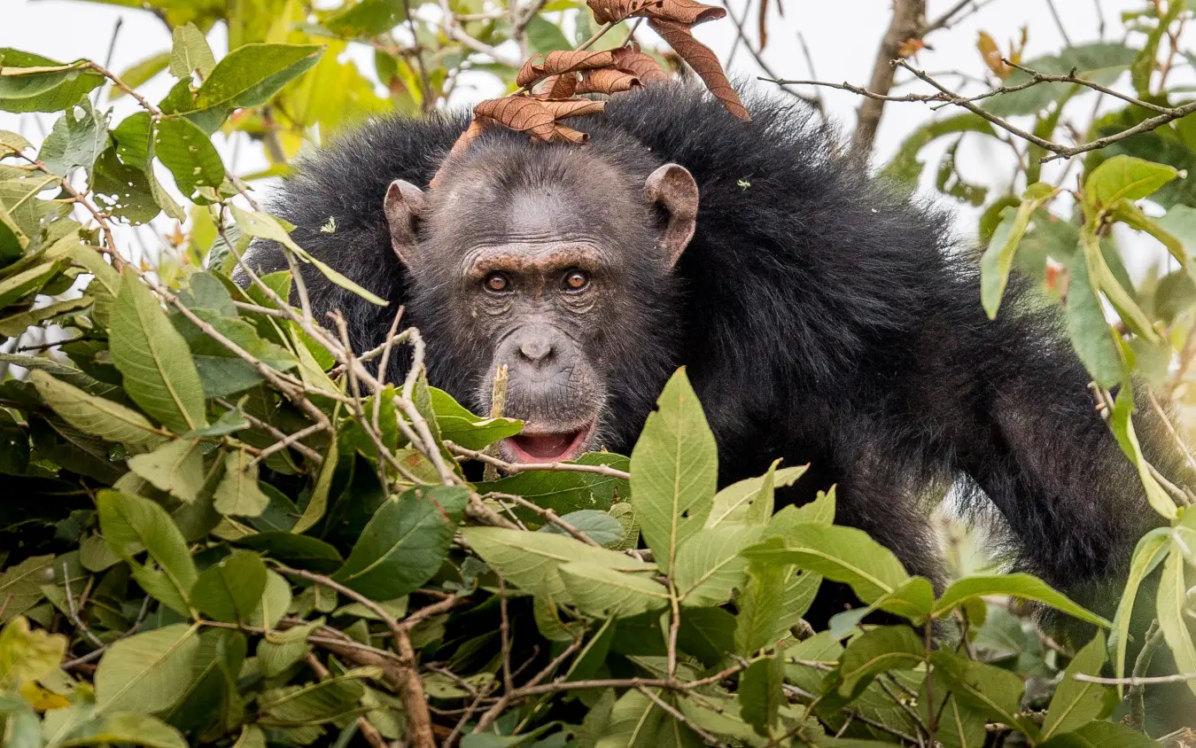 Chimpanzee reaching for leaves in forest canopy, Rubondo Island Camp, Rubondo Island, Tanzania