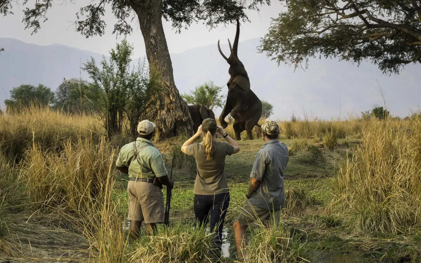 Guides interact with elephant under large tree during safari walk, Ruckomechi Camp, Mana Pools, Zimbabwe