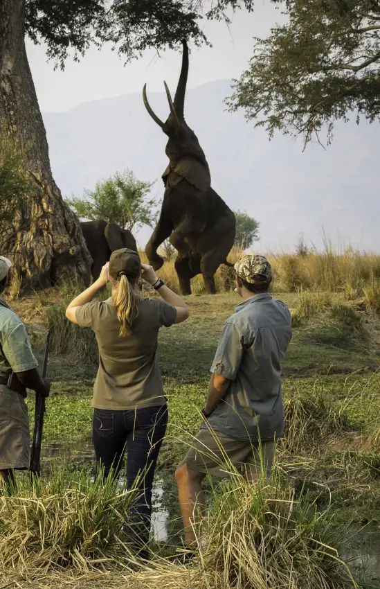 Guides interact with elephant under large tree during safari walk, Ruckomechi Camp, Mana Pools, Zimbabwe