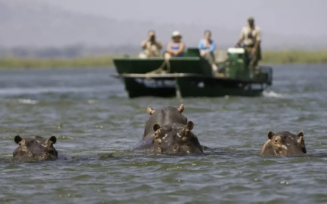 Tourists in boat observing hippopotamuses in water, Ruckomechi Camp, Mana Pools, Zimbabwe