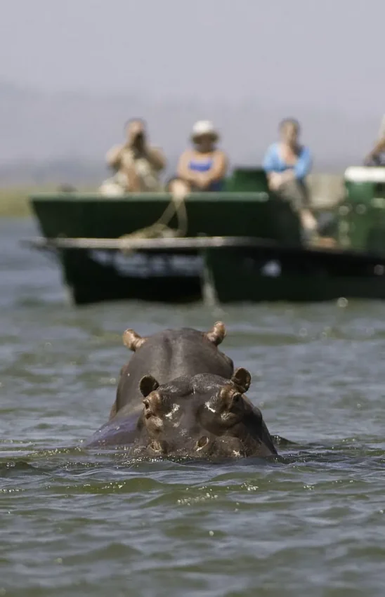 Tourists in boat observing hippopotamuses in water, Ruckomechi Camp, Mana Pools, Zimbabwe