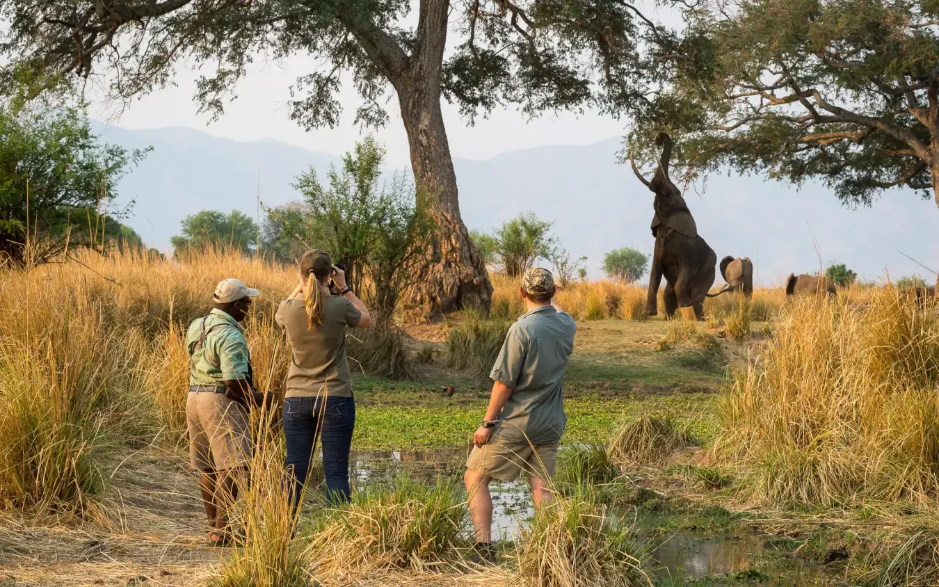Guests on walking safari observing elephant in grassland, Ruckomechi Camp, Mana Pools, Zimbabwe