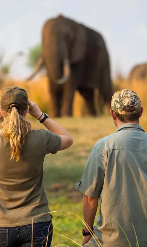 Guests on walking safari observing elephants in savanna, Ruckomechi Camp, Mana Pools, Zimbabwe