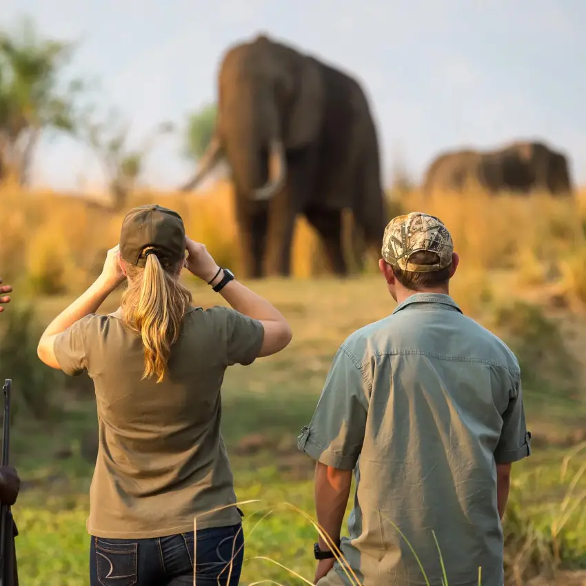 Guests on walking safari observing elephants in savanna, Ruckomechi Camp, Mana Pools, Zimbabwe