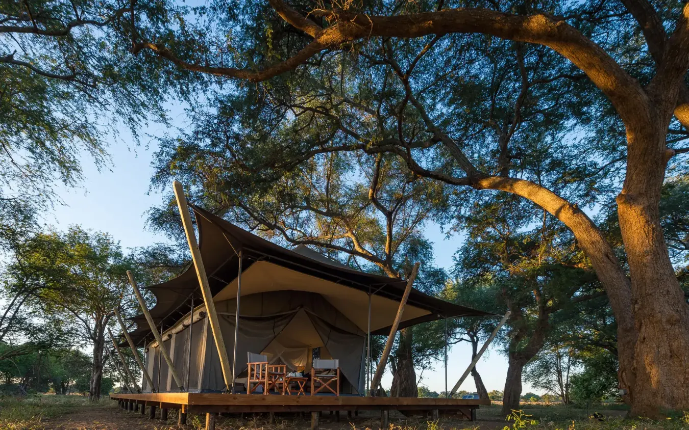 Safari tent accommodation under large acacia trees at dusk, Ruckomechi Camp, Mana Pools, Zimbabwe